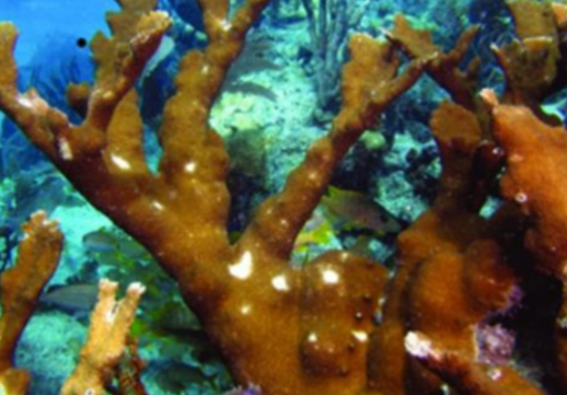 Top diseases affecting your corals - Reef Kinetics