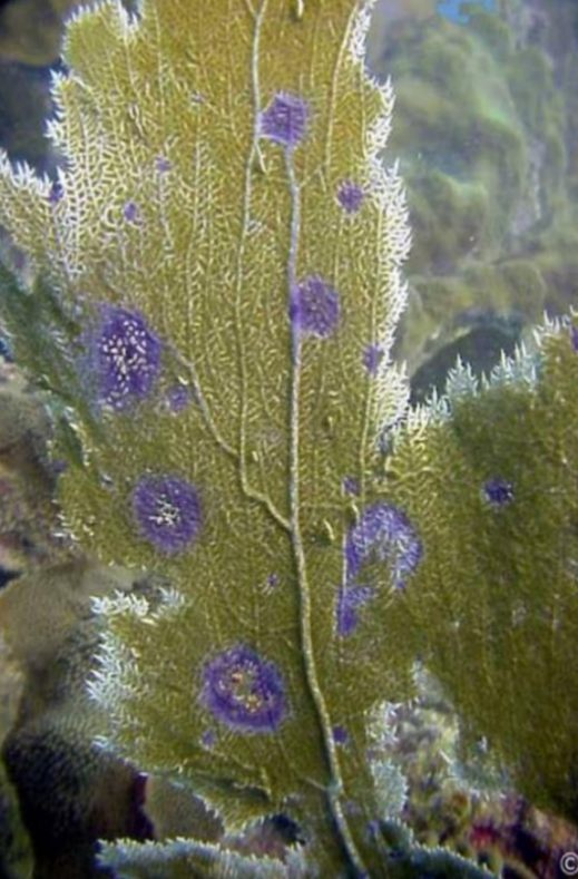 Top diseases affecting your corals - Reef Kinetics